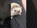 はりねずみ　 hedgehog ハリネズミ