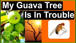 Saving My Guava Tree from a Fruit Fly Infestation:  Extreme pruning