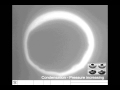 Capillary forming of a 3D carbon nanotube microwell