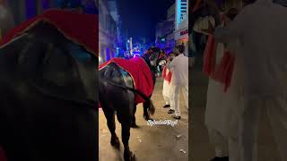 Biggest Bull at Bolaram Sadar Festival #sadar #sadarfestival #bull #trending #diwali2024 #shorts