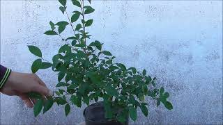 Ligustrum Lucidum mantenimiento  07 06 2022