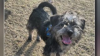 Cook County Sheriff's Office expands "Tails of Redemption" program