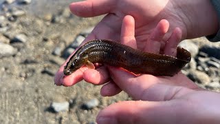 海の生き物探しで超高級魚 ギンポゲット⁈