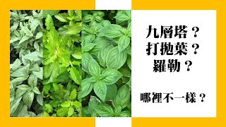 九層塔？打拋葉？羅勒？哪裡不一樣？