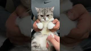 | 귀여운 고양이 엽떼여 I'm in love with these kittens 4 #shorts #cute #cat #엽떼여