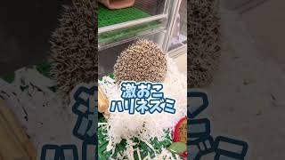 🍎🦔 生音付き！激おこハリネズミ現る！#hedgehog #ハリネズミ #癒し #shorts #ペット