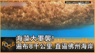 海藻大軍襲! 遍布8千公里 直逼佛州海岸｜方念華｜FOCUS全球新聞 20230323@tvbsfocus