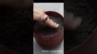 கடுகு வளர்ப்பு|#seed #gardening #plant#ideas#tamil #gardeningtips #tips #garden #gardenideas #shorts