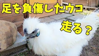 足を負傷したニワトリをどうやって運動させるか…【ニワトリ飼育】  205話目