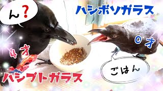 食べるときの声がかわいすぎる♪北海道から来たカラス【14日目】2021/7/23撮影