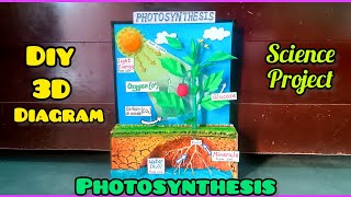 Photosynthesis 3D model |Science project
