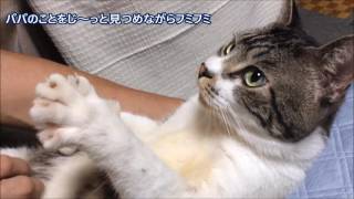 甘えん坊猫はどんなポーズでも赤ちゃん気分☆エアーフミフミが止まらないリキちゃん【リキちゃんねる　猫動画】Cat videos キジトラ猫との暮らし