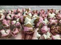 RESEP BOLU KUKUS MEKAR HASIL 50-60 PCS COCOK UNTUK JUALAN DIJAMIN 100% MEKAR