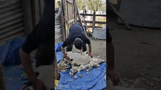 Beiyuan sheepshearing at Merino sheep 🐑 Ganderbal