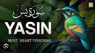 Surah Yaseen | Surah Rehman | Surah Waqar (HD) video episode no 075 by Hafiz Abdur Rihan.