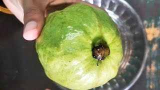 ಆರೋಗ್ಯಕರ ಪೇರಲ ಹಣ್ಣು #peralahannu#guava#fruits#shortvideo#youtubeshorts