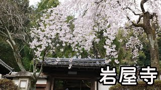 【京都観光】Kyoto Japan　岩屋寺桜　京都観光スポット、京都の春