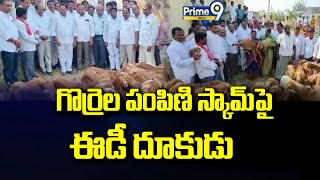 గొర్రెల పంపిణి స్కామ్ పై ఈడీ దూకుడు | Hyderabad | Prime9 News