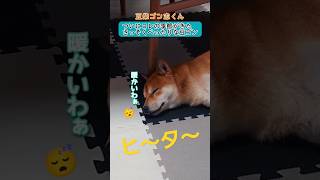 ゴン志くん🐶ヒ～タ～出してもらって良かったね。毎日父ちゃんと取り合いやぞ🤣　#豆柴　#生後一歳五ヶ月　#男の子