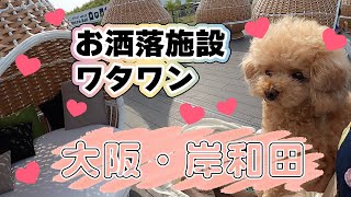 【お出掛け編】大阪・岸和田のわんこと楽しめる施設WHATAWONさんに行ってみた♪