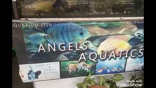 Angels Aquatics at SOORAMBAIL, Kumbla, Kasaragod                           Ph. No. 8848656928