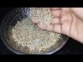 கம்பு முளை கட்டுவது எப்படி how to make pearl millet sprouts in tamil.. mommy knowz 👩 💖