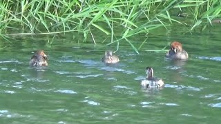 カイツブリの親子　A family of Little Grebe in Japan