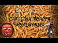 Lucid Eats - Carolina Reaper Mealworms - Worlds Hottest peppers and some bugs !!