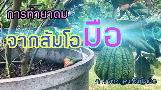 วิธีการทำยาดมส้มโอมือ