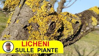 LICHENI SULLE PIANTE