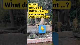 【squirrel monkey】リスザルたち楽しそう！【monkey】【ボリビアリスザル】