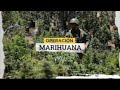 Operación marihuana: Aumentan decomisos de plantaciones de cannabis en zonas precordilleranas