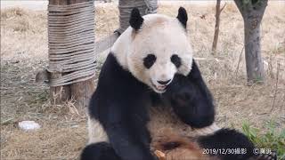 優浜ちゃん🐼午後のおやつタイム🍪　2019.12.30 中国🇨🇳宿州野生動物園