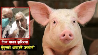 आखिर सुँगुरकै अंग किन मानब शरिरमा प्रयोग गरियो | Pig heart transplant to human | Bishwo Ghatana