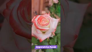 Imperatrice Farah #rose