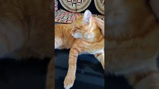 how much does it cost to spay or neuter a cat? #catlover #youtube