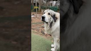 Belle ベル #greatpyrenees #todaysrunrun #グレートピレニーズ #今日のルンルン