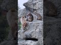 市川市動植物園のサル山 寒いから温めあってた monkey mountain at ichikawa city zoo and botanical garden