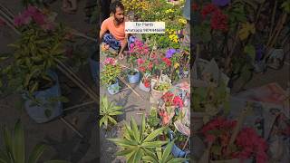 Wholesale bougainvillea plant nursery kolkata