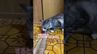 【閲覧注意】猫が家の中にネズミを持ってきた…威嚇する猫 #shorts