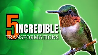 5 Amazing Ways Birds Prepare for Migration | North America