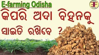 Ginger Farming in Odisha || ଅଦା ବିହନର ଯତ୍ନ ।