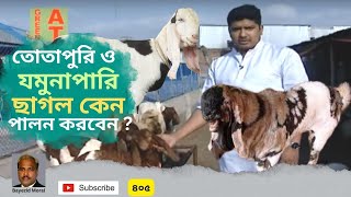 নিলয় বলেন, তোতাপুরি আর যমুনাপারি ছাগলে সবচেয়ে বেশি লাভ | Totapuri goat | Jomunapari Goat