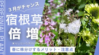 《宿根草倍増だ！今こそお気に入りの宿根草を増やす季節》やったモノ勝ち！なかなか増えない宿根草も今なら増やせる／夏越し不安株も今こそ株分け／全滅阻止エキナセア