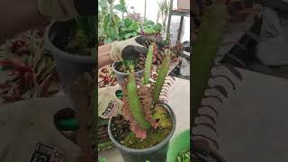 Euphorbia Trigona ( Süt Ağacı ) Nasıl Bakılır Nasıl Çoğaltılır. Bol Yavrulu Süt Ağacı Çoğaltması.