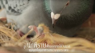 ลูกนก พิราบ ฟัก ออกจากไข่ วันแรก แม่นกป้อน อาหารเหลว จาก กระเพาะ ให้ how pigeon hatch feeding