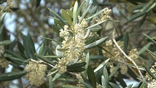 さわやかな風に揺れるオリーブの花　道の駅に初夏の香り漂わす　香川・小豆島