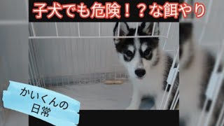 子犬でも危険な餌やりになるサモスキー(サモエド＆シベリアンハスキー)[かいくんの日常]