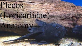 An Ichthyologists Guide to Pleco (Loricariidae) Anatomy