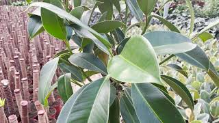 Ficus Robusta Tree | Live from the Nursery Series